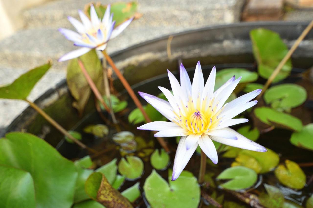 Serenity Moutainview Homestay Mei-nung المظهر الخارجي الصورة